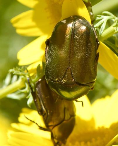 Réf. 229 046 : Potosia cuprea